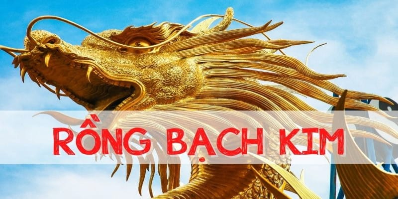 Lưu ý cần biết khi nuôi lô khung rồng bạch kim